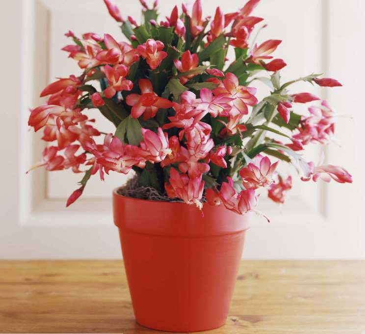 Cómo cuidar un cactus de Navidad: ciclo de floración y consejos