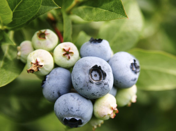 Arándanos: delicias de color azul