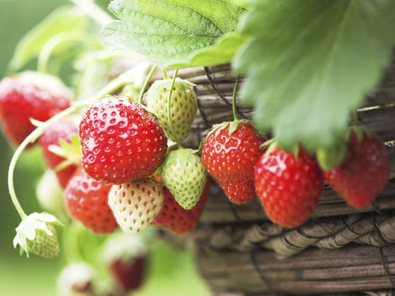 Un jardín con sabor a fresa