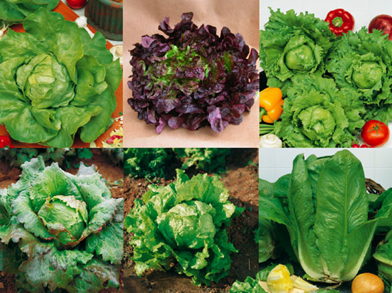 La más fresca colección de lechugas