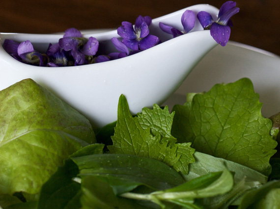 ¿Qué tienen de especial las plantas ecológicas?