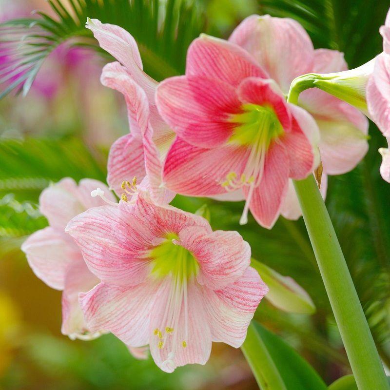 Amarilis. Cultivo, Cuidados y Reproducción