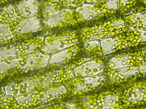 Cloroplastos estructura