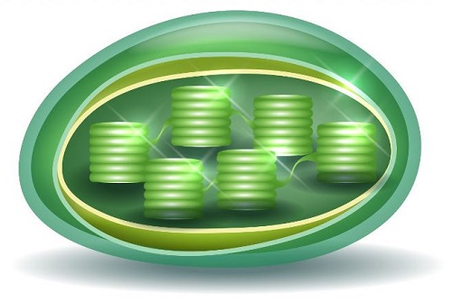 Cloroplastos y sus partes