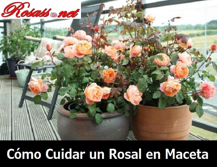 Cómo Cuidar un Rosal en Maceta