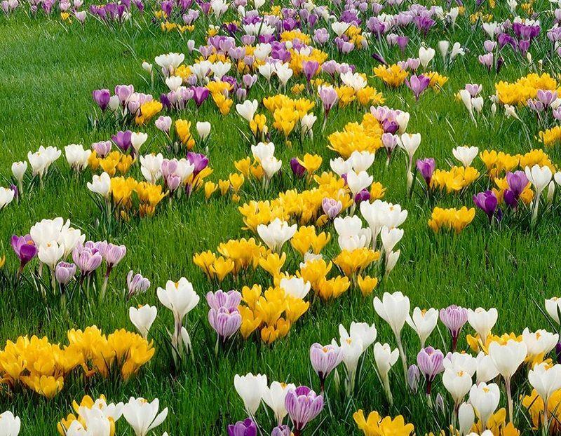 Crocus. Guía: Como Plantar Crocus en el Jardín