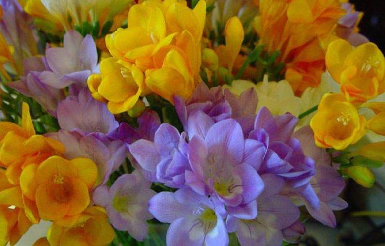 Fresia. Cultivo, Cuidado y Multiplicación