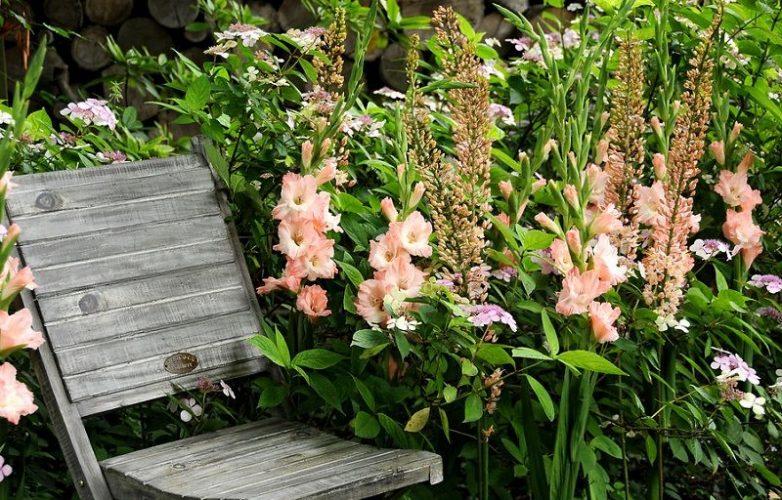 Gladiolo. Cultivo, Cuidado y Multiplicación