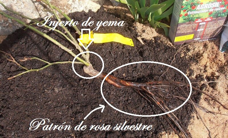 Cómo Injertar Rosas