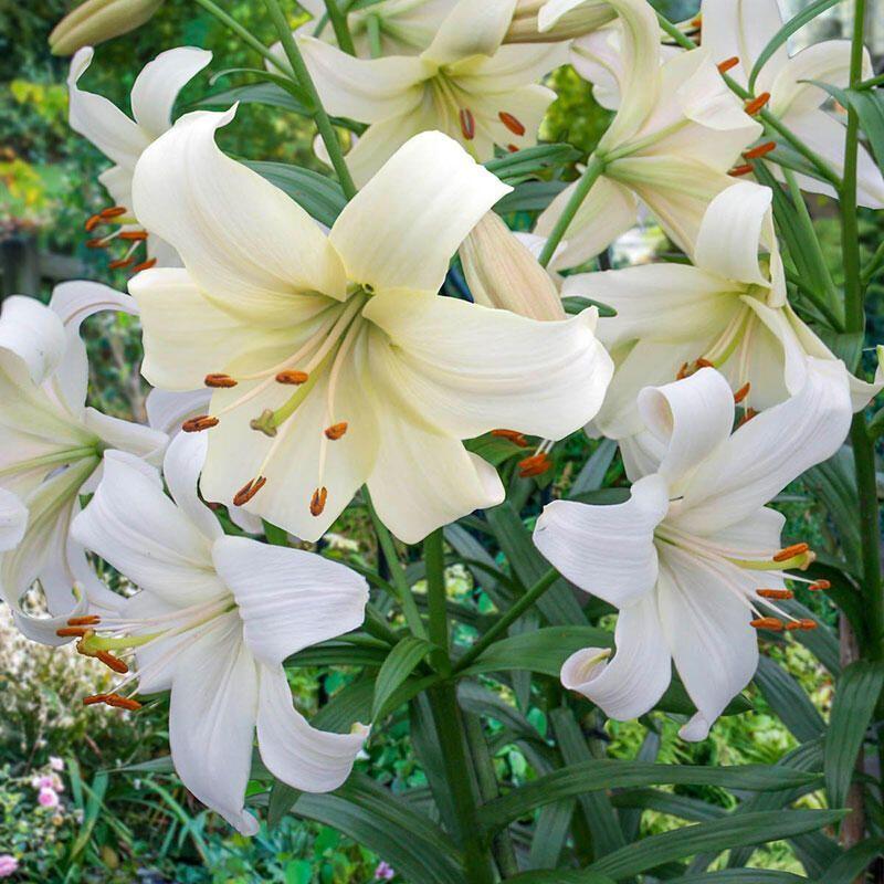 Lilium. Cultivo, Cuidados y Reproducción