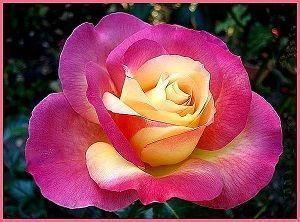 Rosa Pullman Orient Express