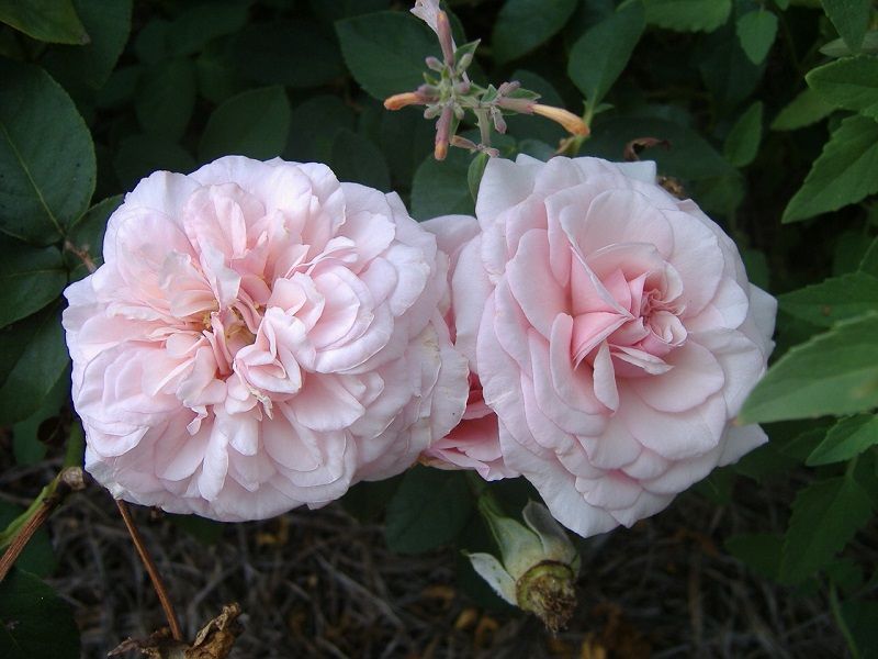 Rosa Souvenir de la Malmaison