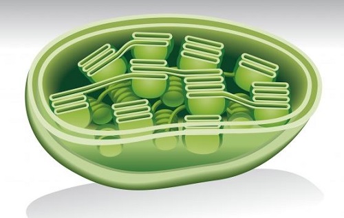 Función de los cloroplastos