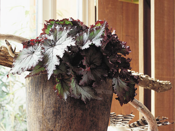 Begonia rex: la naturaleza es pintora