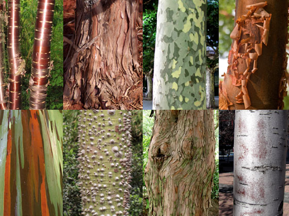 La belleza está en el tronco