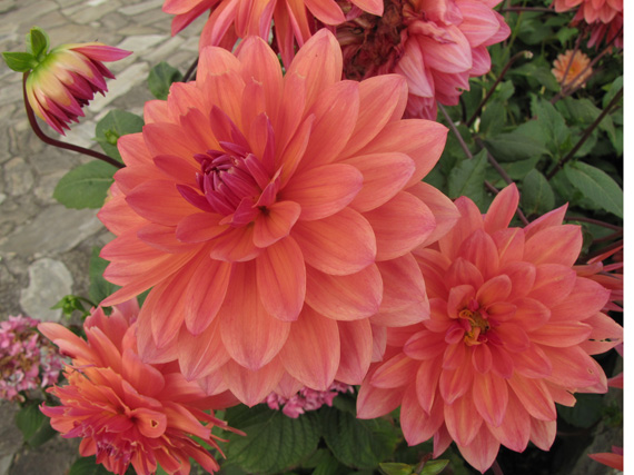 Bulbos de verano: ¡plántalos en primavera!