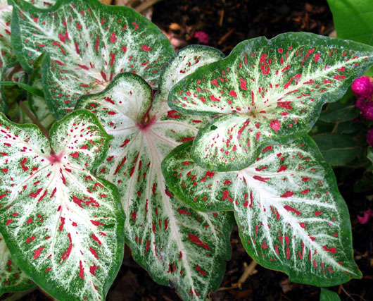 Caladios: corazones a todo color