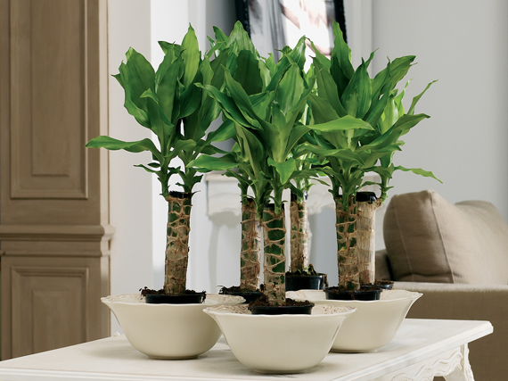 Una drácena en tu salón