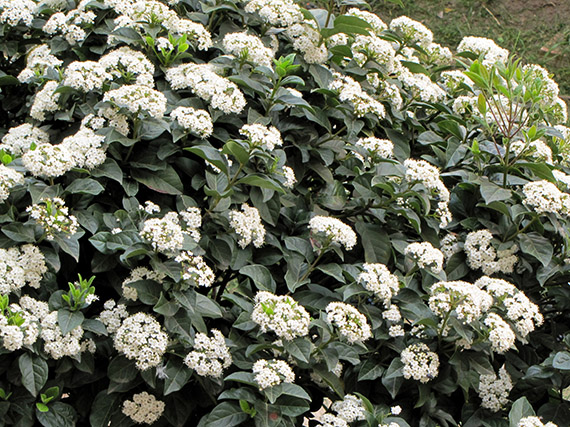 Viburnos: de las flores a las bayas