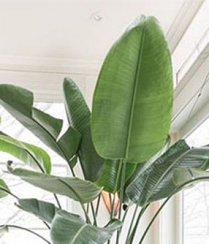 Strelitzia nicolai y Strelitzia alba o Strelitzia augusta