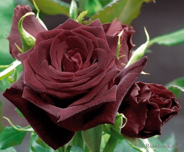 Rosa Perla Negra