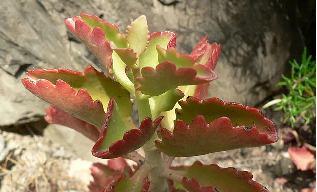 Kalanchoe sexangularis – Kalanchoe de seis puntas