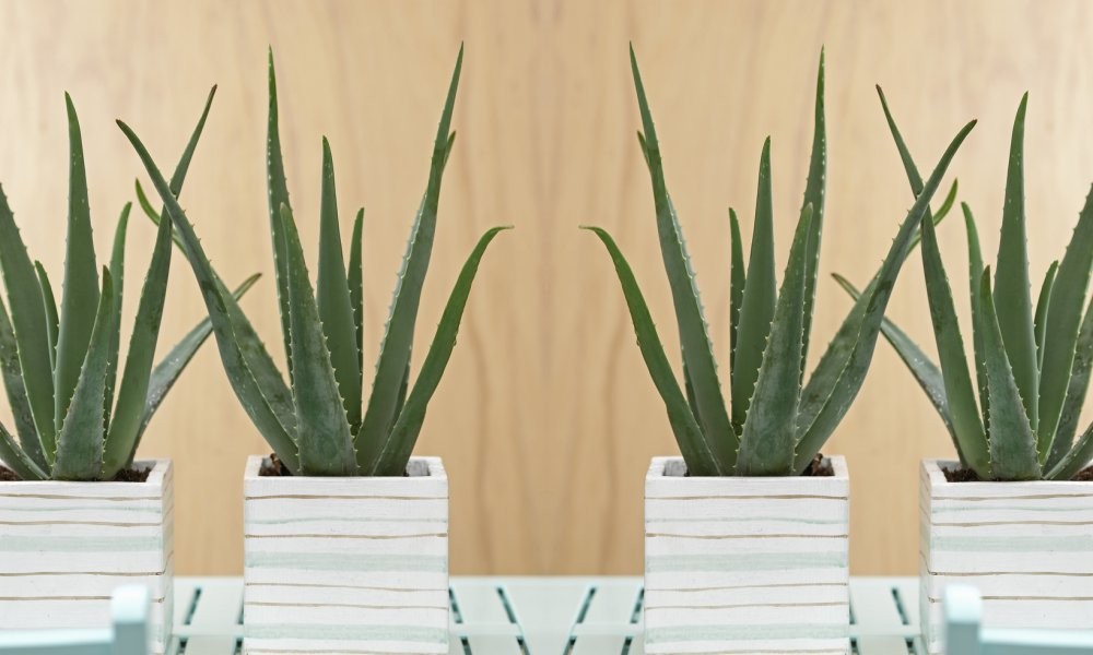 LAS SUCULENTAS OFRECEN PODERES CURATIVOS MAGICOS