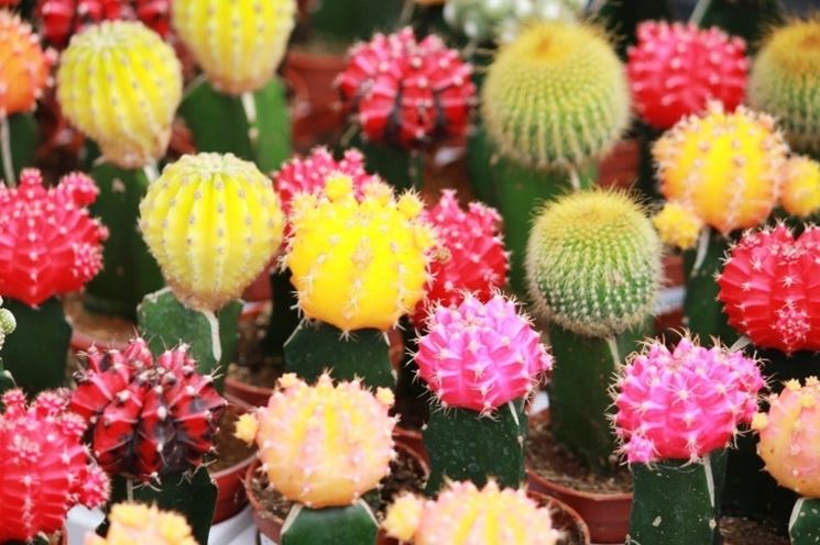 Tratamiento de las suculentas – Suculentas – Consejos para el cuidado de las suculentas