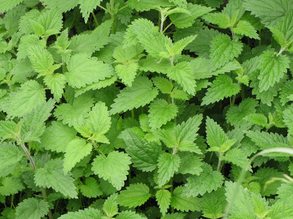 Malas hierbas: guerra sin tregua