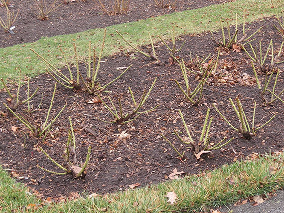 La poda de los rosales