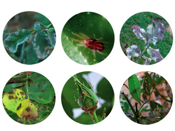 La salud de los rosales