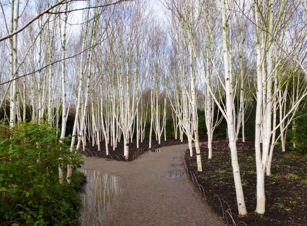 Abedul: tipos, características, tamaño, variedades, colores…