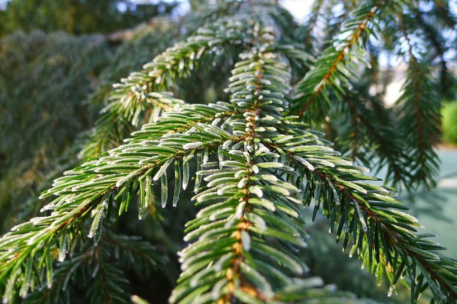 Abeto: tipos, características, tamaño, variedades, colores…
