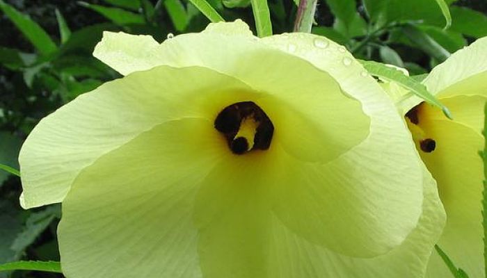 Aibika. Origen, Descripción, Cultivo, Cuidados, Propiedades