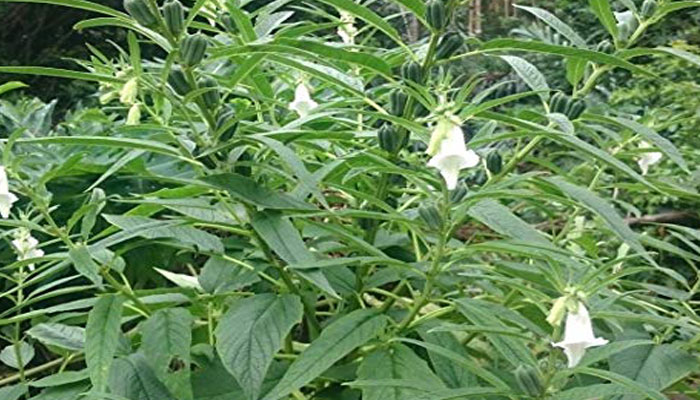 Ajonjolí. Origen, Características, Variedades, Cultivo, Cuidados Y Usos