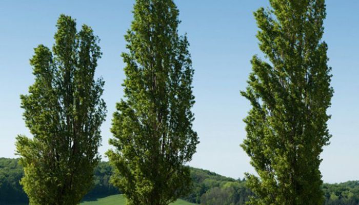 Álamo Negro. Origen, Descripción, Cultivo, Cuidados, Propiedades