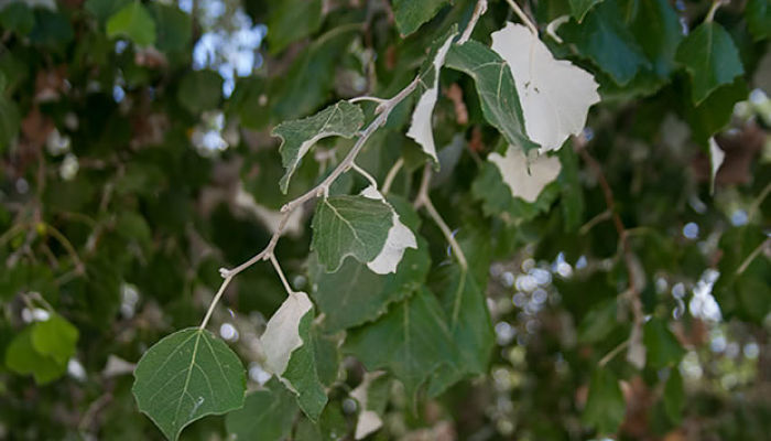 Álamo Plateado. Origen, Descripción, Cultivo, Cuidados, Propiedades