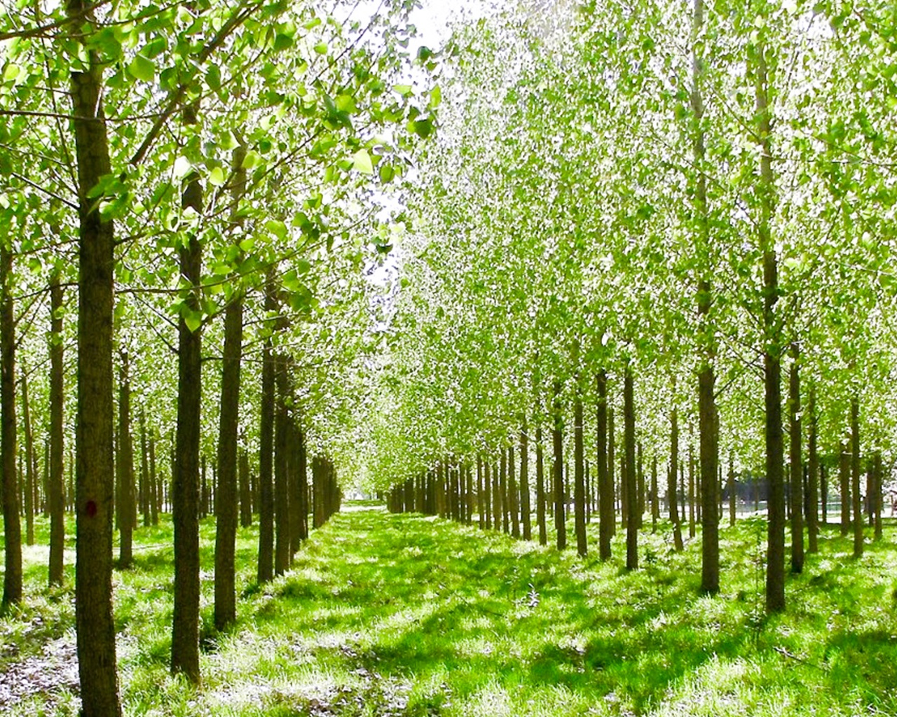 Álamo: tipos, características, tamaños, variedad y color…