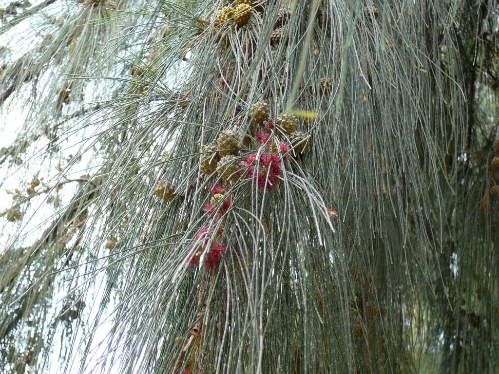 Casuarina: tipos, características, tamaños, variedad y colores…