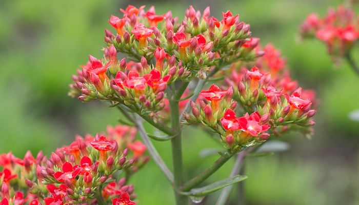 Hojitas. Origen, Descripción, Cultivo, Cuidados, Propiedades