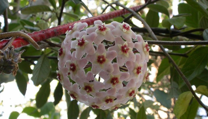Hoya. Origen, Descripción, Variedades, Cultivo, Cuidados Y Usos