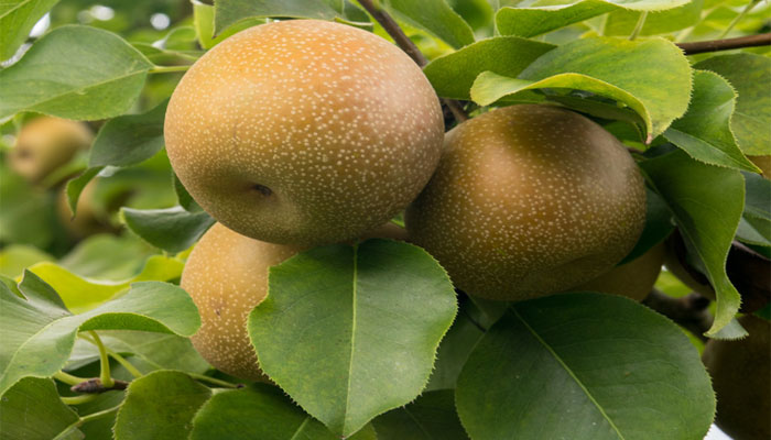 Pera Japonesa. Origen, Características, Variedades, Cultivo, Cuidados Y Usos