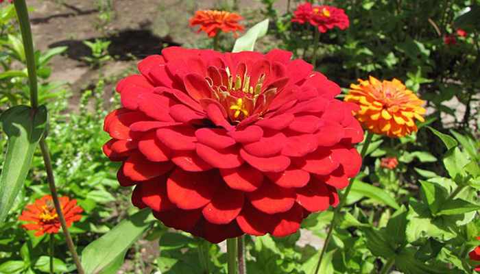 Rosa Mística: Siembra, Cuidados, Replanteo y Variedades