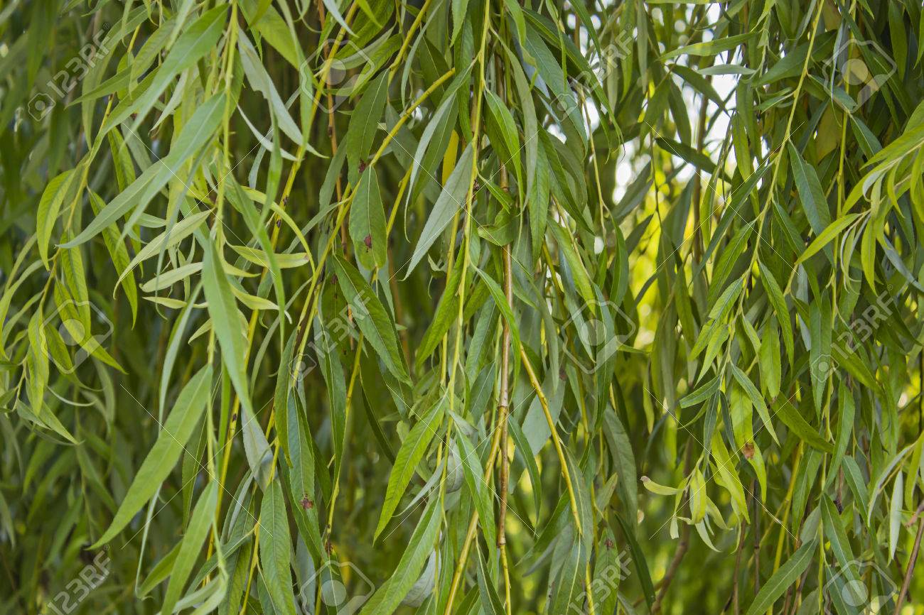 Sauce llorón: tipos, características, tamaño, variedades, colores…