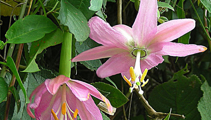 Tacso. Origen, Descripción, Cultivo, Cuidados, Propiedades.