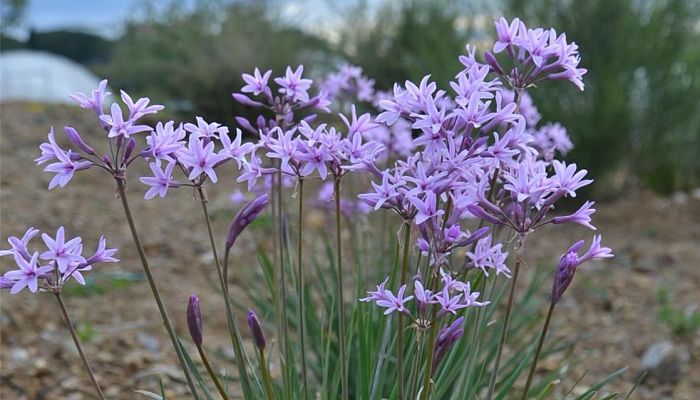 Tulbaghia Violacea. Origen, Descripción, Cultivo, Cuidados, Propiedades
