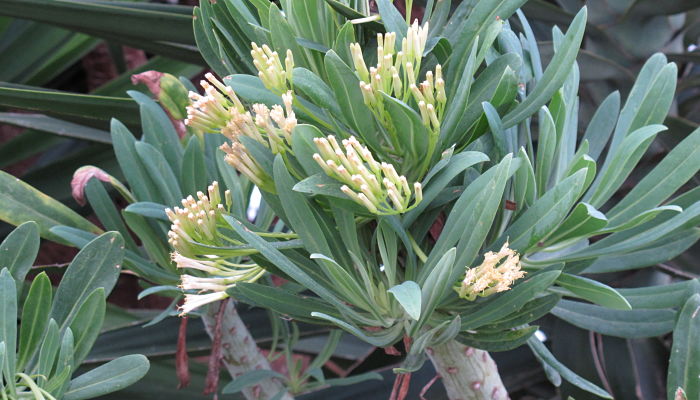 Verode. Origen, descripción, Cultivo, Cuidados, Propiedades.