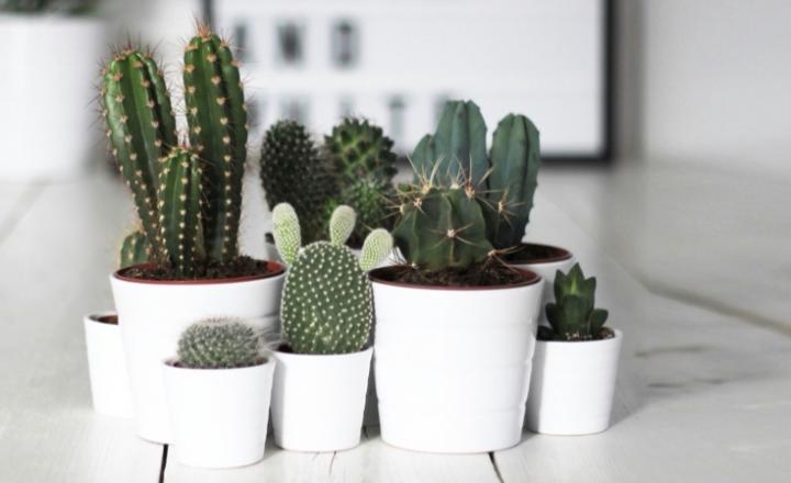Cómo cultivar un cactus