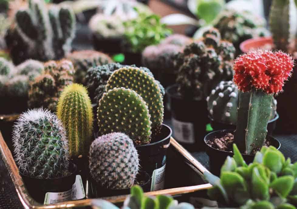 CÓMO ENRAIZAR Y PROPAGAR FÁCILMENTE UN CACTUS PASO A PASO