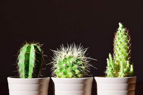 Comprar cactus online